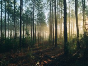 Gezocht: personeel voor bosbeheer